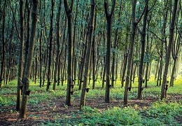 Co je malajský dub Hevea?