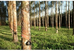 Ekologicky šetrné + zodpovedne získavané drevo HEVEA