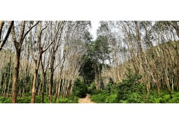 Hevea - základný zdroj obživy pre milióny obyvateľov ostrovov juhovýchodnej Ázie